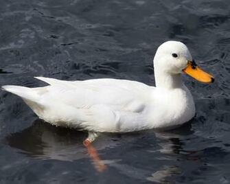 H D Wallpaper Duck