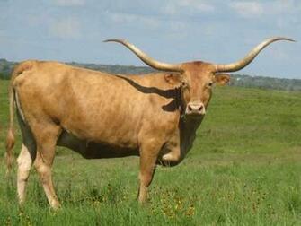 Texas Longhorn Cattle Austin Bulls