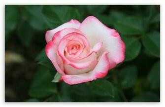 Pink White Rose HD Wallpaper For Standard Fullscreen Uxga Xga