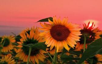 Field Sunflowers Sunset Wallpaper
