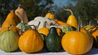 Pumpkins Wallpaper Photography