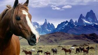 Chevaux Nature Beaut Montagnes Animaux Gratuit Belle Fond D