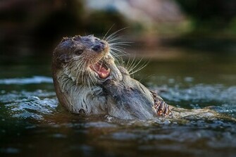 Animal Otter Wallpaper