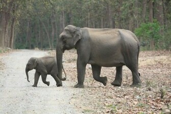 Indian Elephants By Marie Chambers