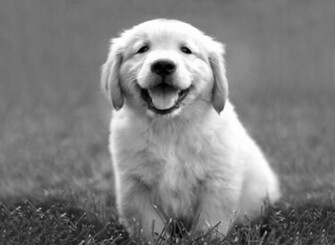 Animal Black And White Cute Dog Favim Jpg