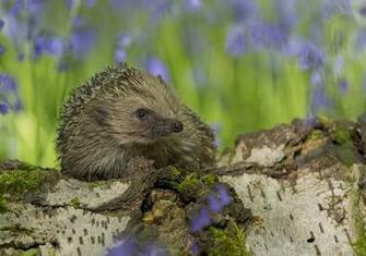 Hedgehog Computer Wallpaper Desktop Background Id