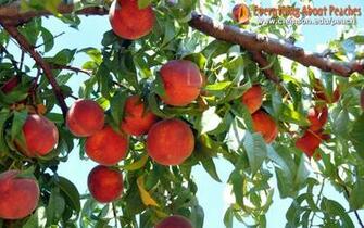 Peaches Jpg
