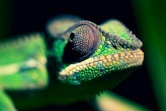 Panther Chameleon National Geographic Photo Contest