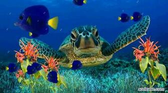 Coral Reefs Wallpaper Pixel 3d HD
