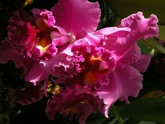Cool Wallpaper Orchids Fuschia Glory