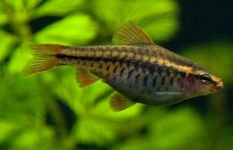 Freshwater Fish Wallpaper HD In Animals Imageci