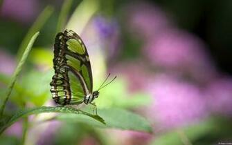 Desktop Background Microsoft Windows Direct Wallpaper By