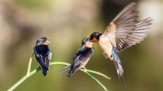 Mother Bird Picture Wallpaper