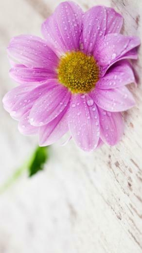 Wallpaper For Mobile Phones With And Inch Screen Size