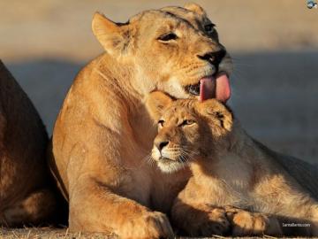 Lion Family