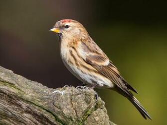 Common Redpoll Introduced Birds Of New Zealand Inaturalist Org