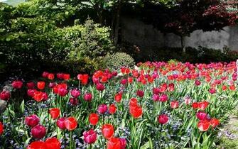 Butchart Gardens Tulips Victoria Flores Canada Wallpaper