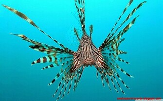 Red Lionfish HD Desktop Wallpaper Widescreen High Definition