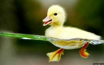 Pato Bebe Imagenes De Animales Frases