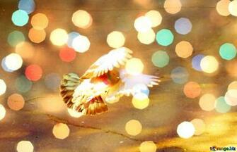 Picture Pigeon Flies Background On Cc By License