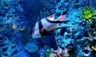 Marine Life Wallpaper