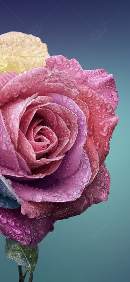 Flower Mobile Wallpaper HD