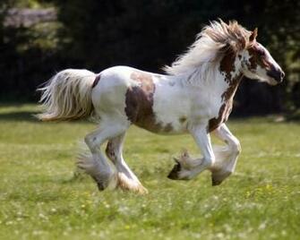Horse Wallpaper Computer Screensavers And Horses