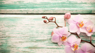 Orchids Background Wallpaper