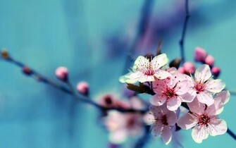 Flowers HD Flower Wallpaper