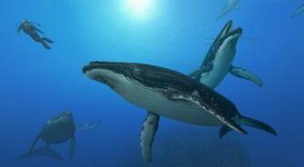 Whales Wallpaper Desktop Background