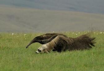 Ant Eater HD Desktop Wallpaper