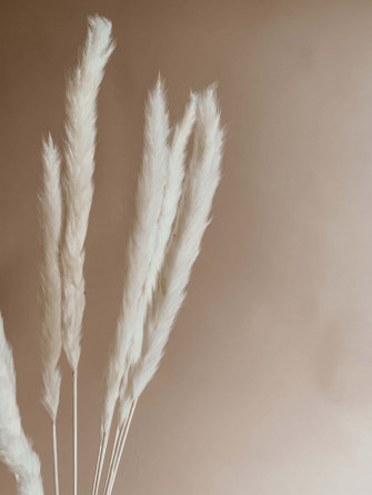 Decoration Of Pampas Grass Background Wallpaper