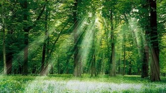 Sunlight HD Wallpaper High Definition Quality