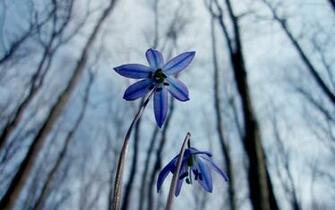 Winter Flower Wallpaper High Definition Quality