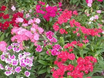 And Fine Garden Flowers Image Best Collection Of Wallpaper