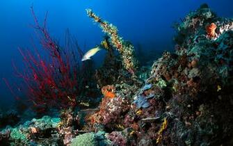 Url 1ms Net Background Desktop Underwater Search Html