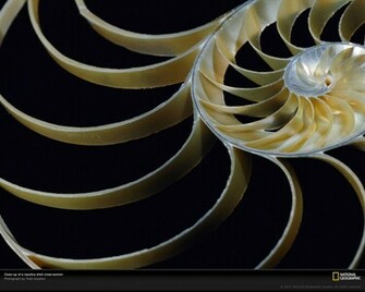 Chambered Nautilus Photo Wallpaper Photos