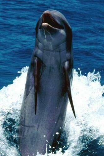 Dolphin iPhone HD Wallpaper