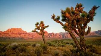 Wallpaper Details File Name Joshua Tree HD Uploaded By