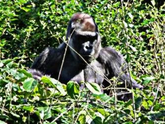 Gorilla Photos Desktop Background Wallpaper