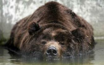 Grizzly Bears Wallpaper