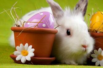 Easter Animal Beautiful Cool Daisies Eggs Flower