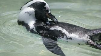 Close Capture Of A Black And White Penguin Image