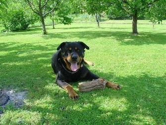 Related Pictures Rottweiler Big Dog Picture