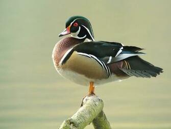 Wood Duck Wallpaper