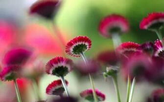 Red Flowers Wallpaper Full HD Bhstorm