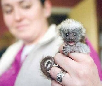 World Smallest Monkey Cute Baby Finger Monkeys Pictures