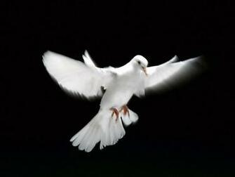Flying Dove White Wallpaper