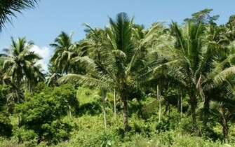 Palm Trees Wallpaper