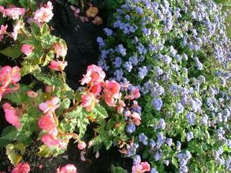 Flowers Clipart And Wallpaper Royalty Pink Blue